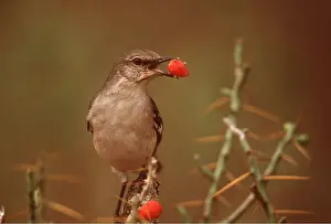 Dispersal: NORTHERN MOCKINGBIRD - with berry in beak