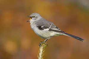 Mimus: Northern Mockingbird - calling