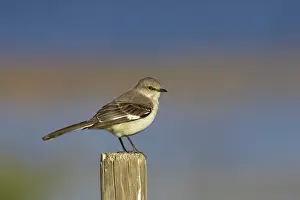 Mimus: Northern Mockingbird - on fence post