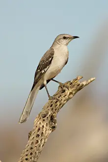 Mimus: Northern Mockingbird (Mimus polyglottos)