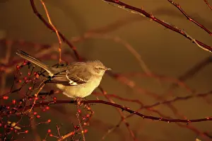 Arkansas: Northern Mockingbird (Mimus polyglottos)