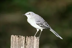 Mimus: Northern Mockingbird (Mimus polyglottos)