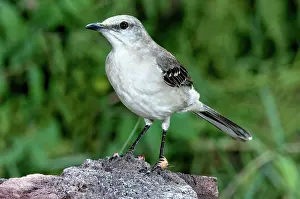 Mimus: Northern Mockingbird (Mimus polyglottos)
