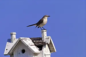 Mimus: Northern Mockingbird (Mimus polyglottos)