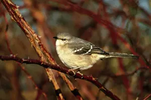 Tennessee: Northern Mockingbird (Mimus polyglottos)