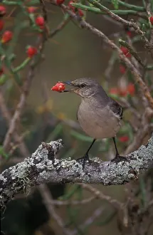Mimus: Northern Mockingbird ((Mimus polyglottos) - Texas