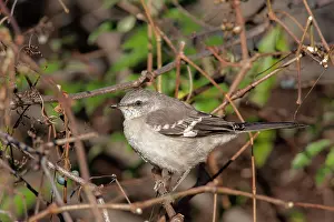Mimus: Northern Mockingbird - perched in typical brushy habitat - N