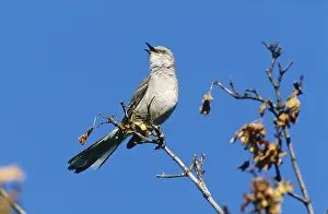 Mimus: Northern Mockingbird singing