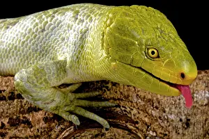 Skink: Northern monkey-tailed skink (Corucia zebrata alfredschmidti