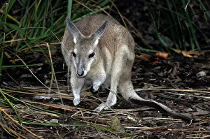 Nail: Northern Nail-tailed Wallaby