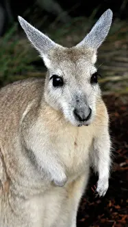 Nail: Northern Nail-tailed Wallaby