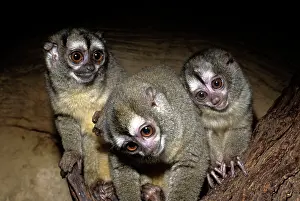 Aotus: Northern Night Monkey / Douroucouli / Owl Monkey