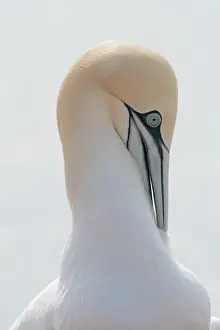 Morus: Northern northern gannet (Morus bassanus), plumage
