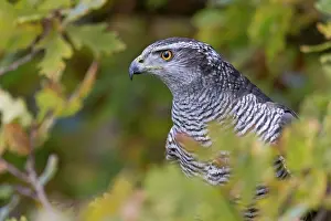 Accipiter: Northern northern goshawk (Accipiter gentilis)