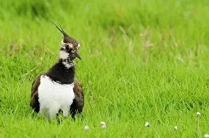 Visible: Northern northern lapwing (Vanellus vanellus), adult
