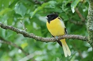 Icterus: Northern Oriole