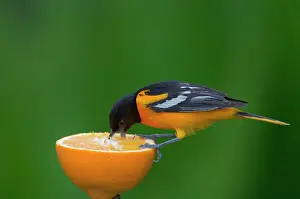 Galbula: Northern Oriole - Male feeding on half an orange