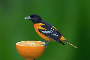 Galbula: Northern Oriole - Male feeding on half an orange