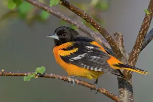 Galbula: Northern Oriole - Male, May