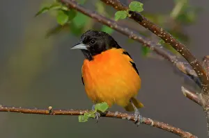 Galbula: Northern Oriole - Male, May