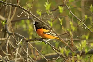 Orioles: Northern Oriole - Perched on branch