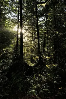 Tofino: Northern pacific rainforest in late evening light