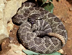 Oreganus: Northern Pacific Rattlesnake