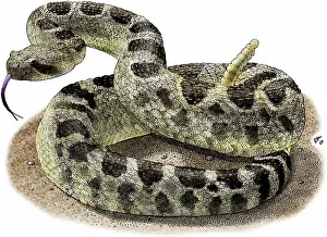 Rattlesnake: Northern Pacific Rattlesnake