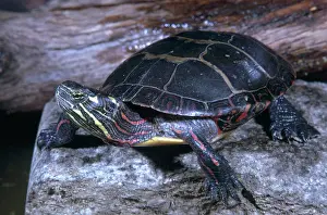 Chrysemys: Northern Painted Turtle
