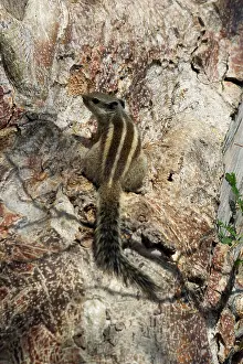 Funambulus: Northern Palm / Five-striped Palm SQUIRREL