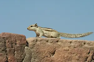 Funambulus: Northern Palm / Five-striped Palm SQUIRREL