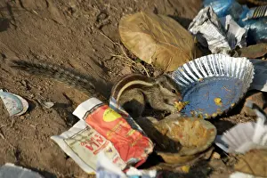 Discarded: Northern Palm / Five-striped Palm Squirrel - This