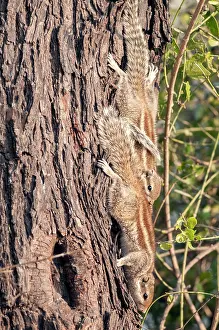 Keoladeo: Northern palm squirrel - pair sunbathing on tree trunk