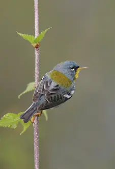 Parulas: Northern Parula