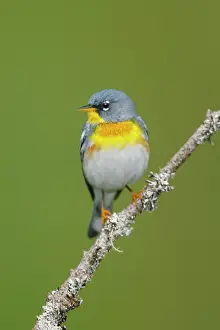 Parulas: Northern Parula