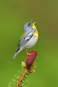 Parulas: Northern Parula