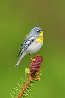 Parulas: Northern Parula