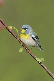 Parulas: Northern Parula