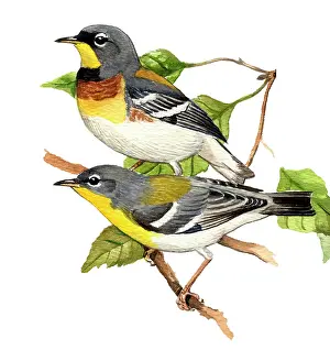 Parula: Northern Parula