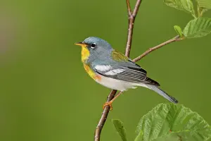 Parulas: Northern Parula - adult male on breeding territory