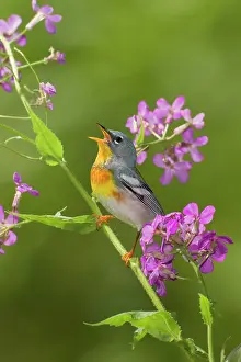 Parulas: Northern Parula - adult male singing - on breeding territory
