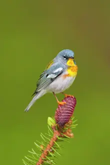 Parulas: Northern Parula - adult male in spruce tree near nesting are