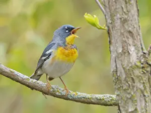 Migration: Northern Parula - male singing Setophaga americana