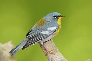 Parulas: Northern Parula male on territory
