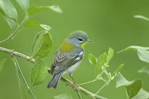 Parula: Northern Parula - on migration