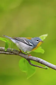 Americana: Northern Parula, Parula americana. Adult female in spring. C