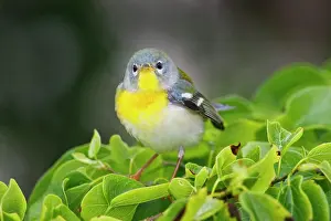 Cameron: Northern Parula (Parula americana) female