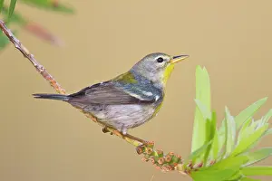 Cameron: Northern Parula (Parula americana) female