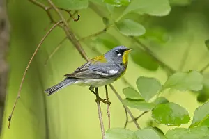 091117: Northern Parula - Parula americana - Male perched