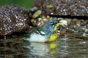 Soaking: Northern Parula (Parula americana) soaking